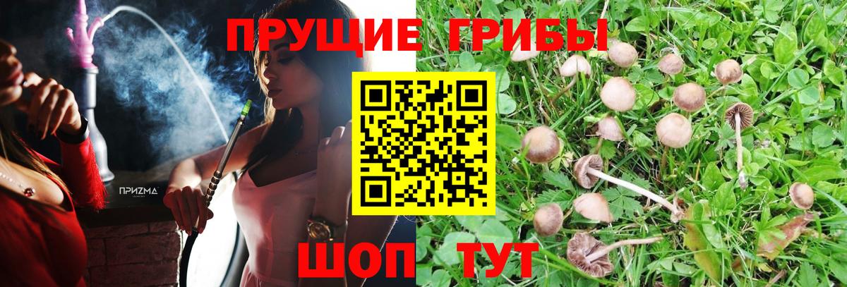 Галлюциногенные грибы мухоморы  как найти наркотики  Вход с VPN  Звенигород  Псилоцибиновые грибы мухоморы 